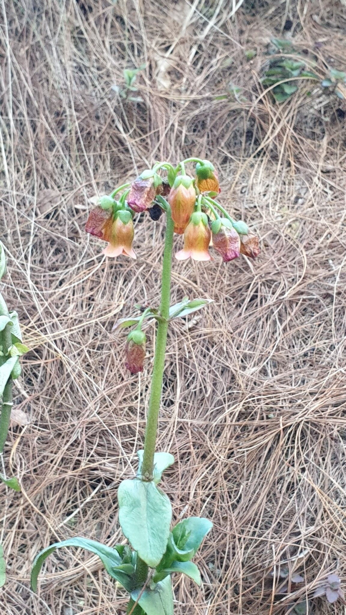 Kalanchoe campanulata — houseplant care guide