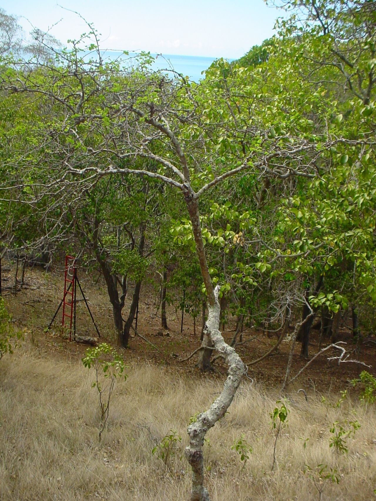 Phyllanthus deplanchei habit