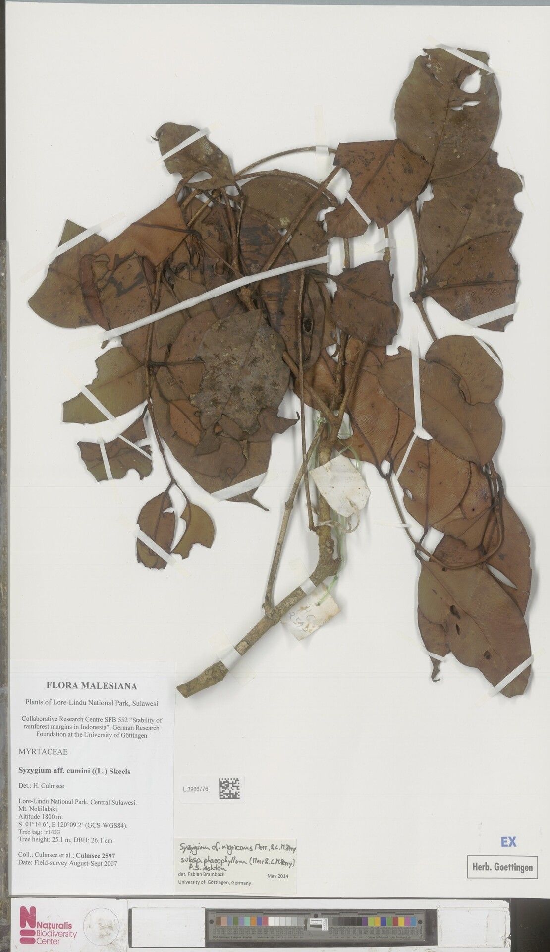 Syzygium nigricans — houseplant care guide