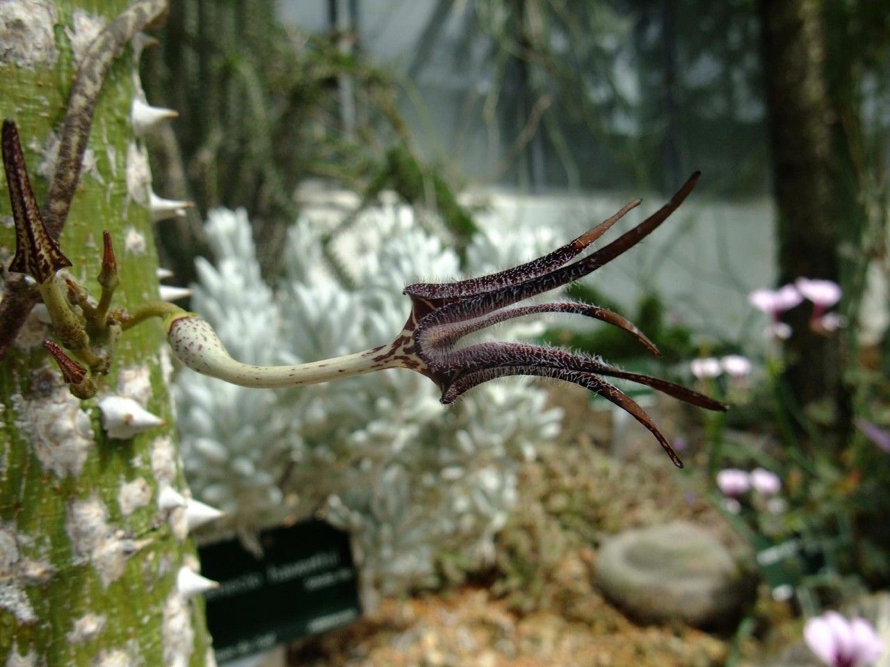 Ceropegia stapeliiformis habit