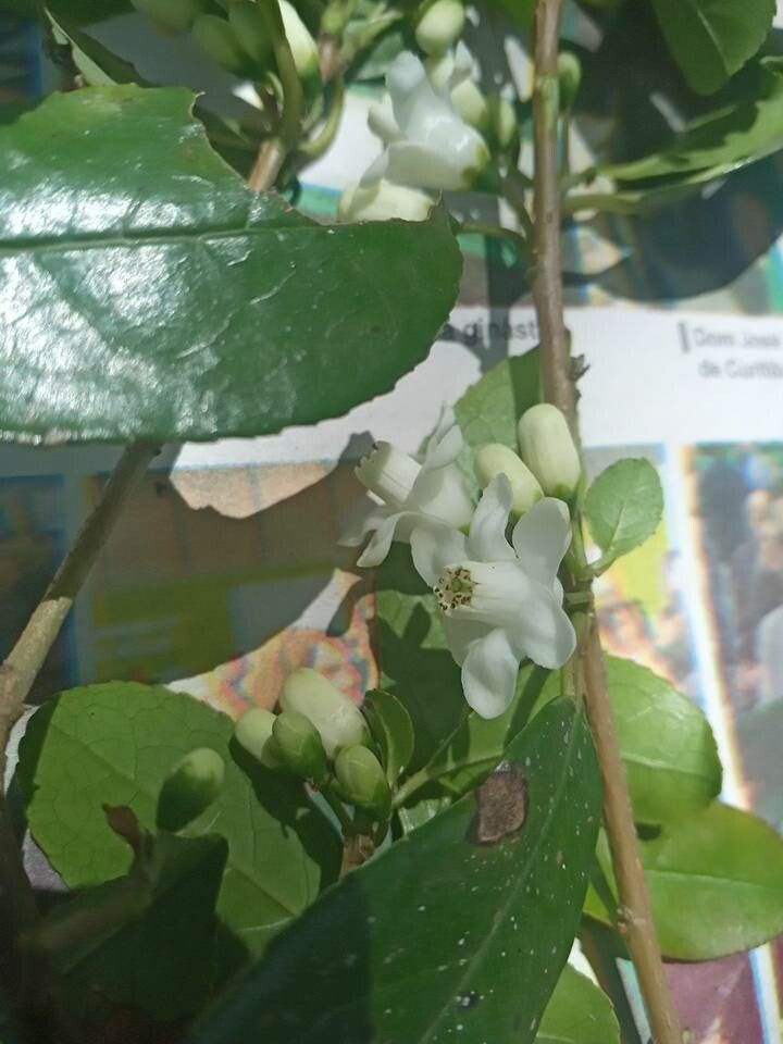 Symplocos uniflora flower