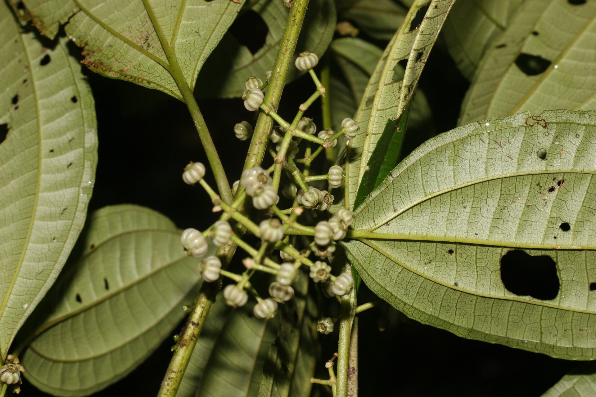 Miconia neomicrantha flower