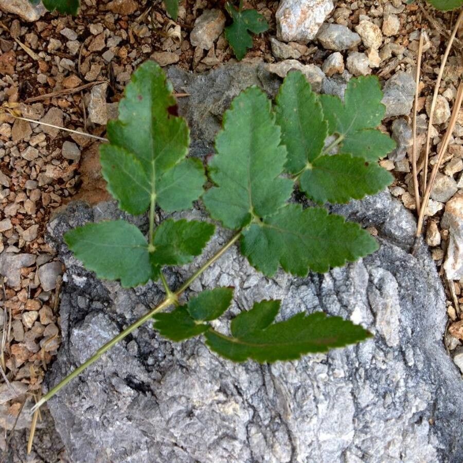 Cervaria rivini — houseplant care guide