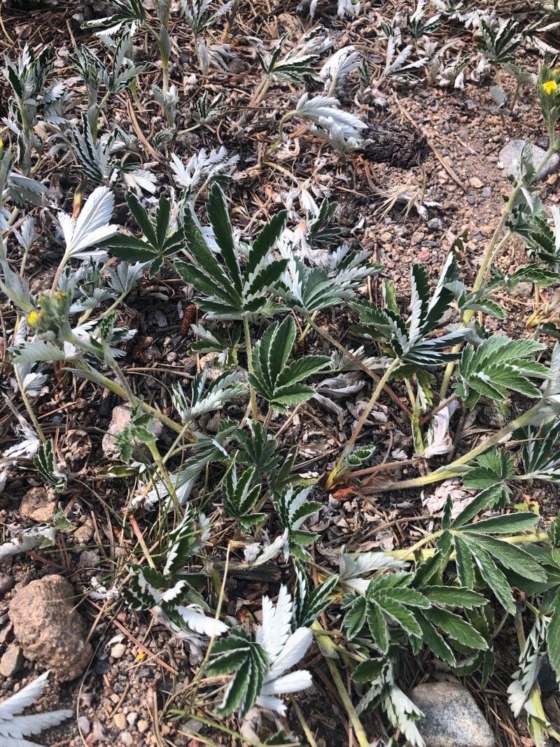Potentilla hippiana leaf