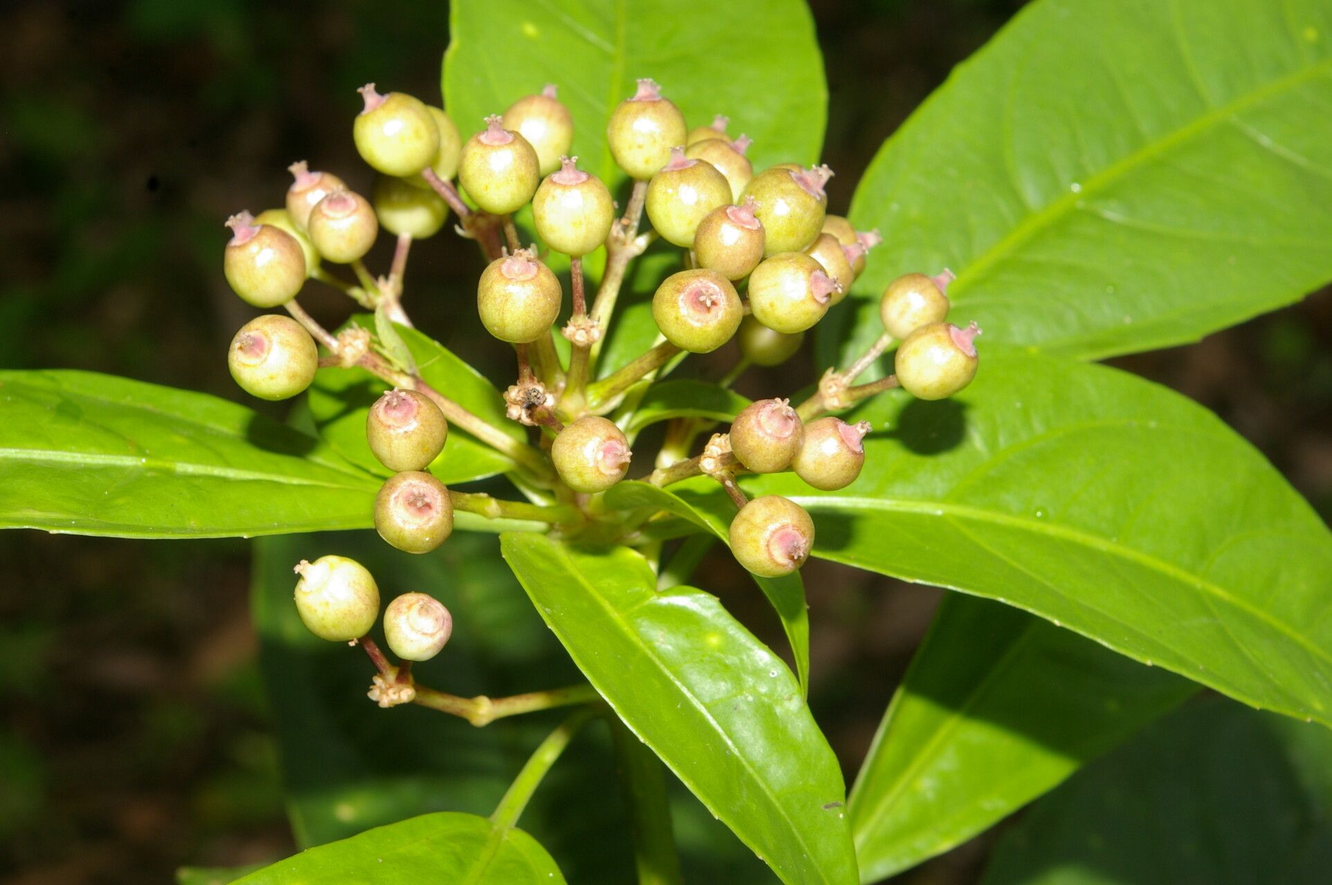 Dendropanax stenodontus fruit