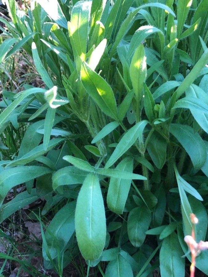 Bidens australis — search result for 'Bidens'