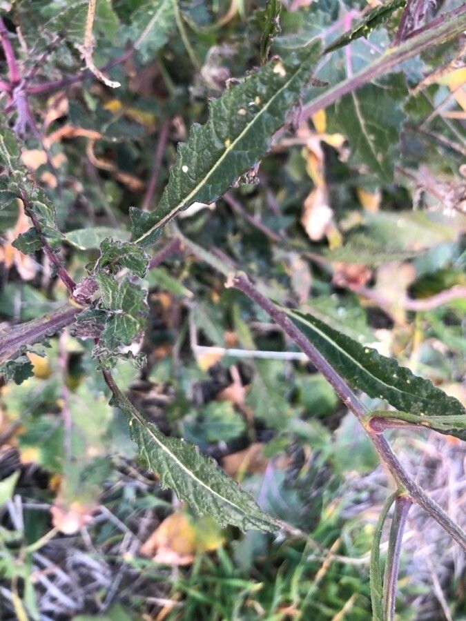 Brassica nigra — search result for 'Brassica'