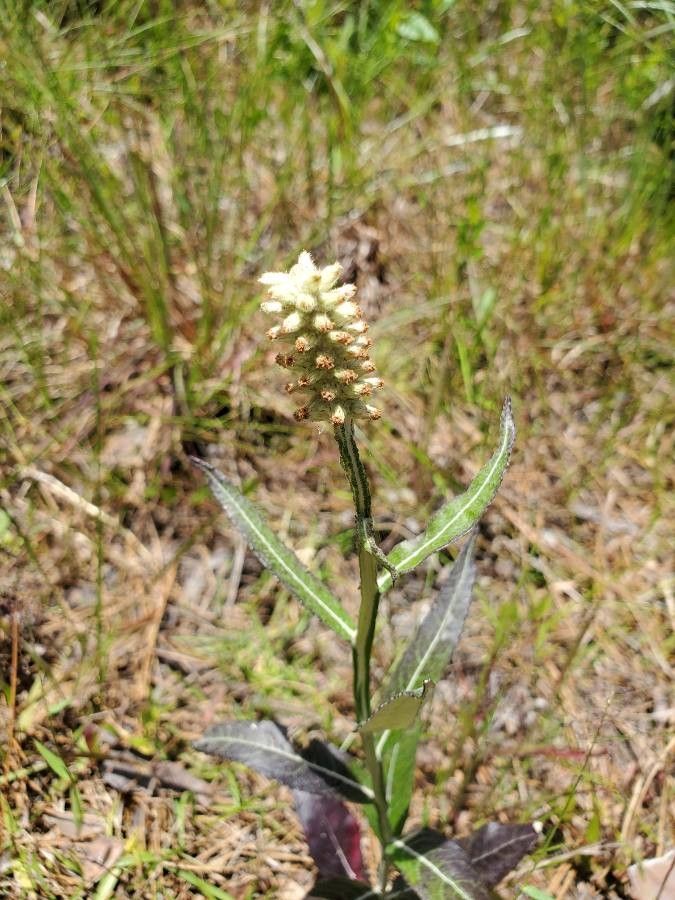 Pterocaulon pycnostachyum — houseplant care guide