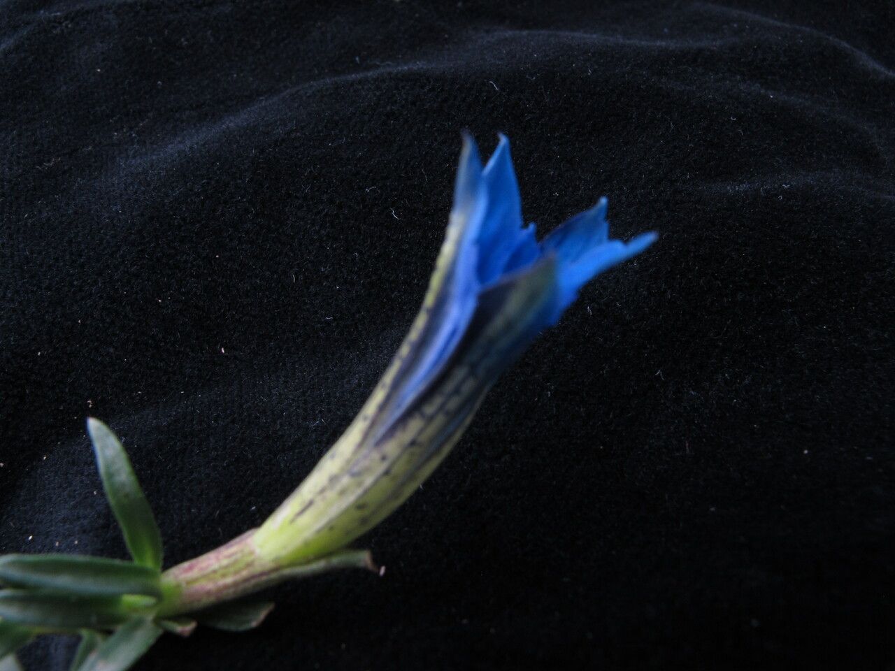 Gentiana meiantha habit
