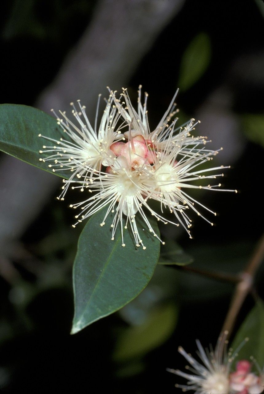 Eugenia neomyrtifolia — houseplant care guide