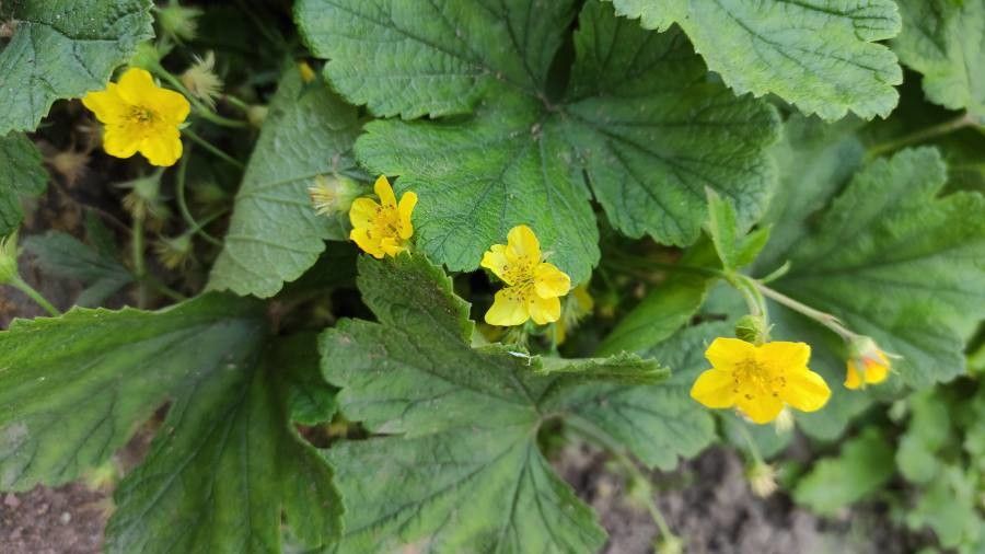 Waldsteinia ternata flower