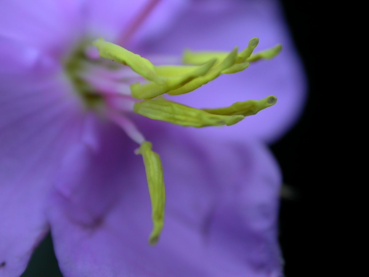 Osbeckia nutans flower