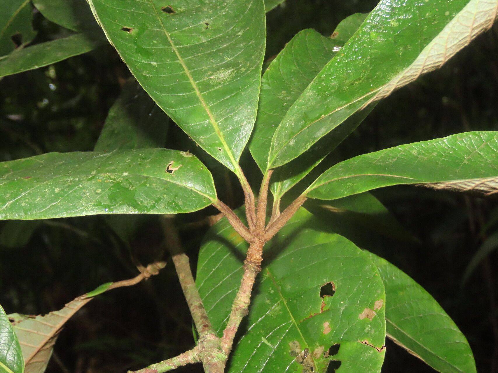 Pouteria bracteata leaf