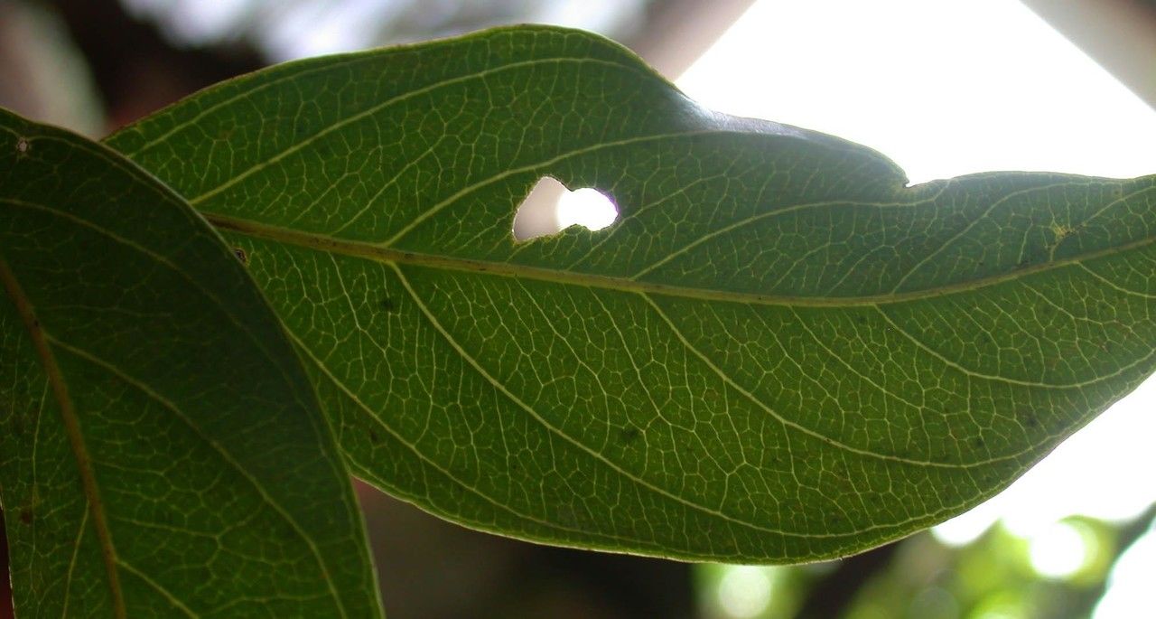 Ormosia intermedia — houseplant care guide