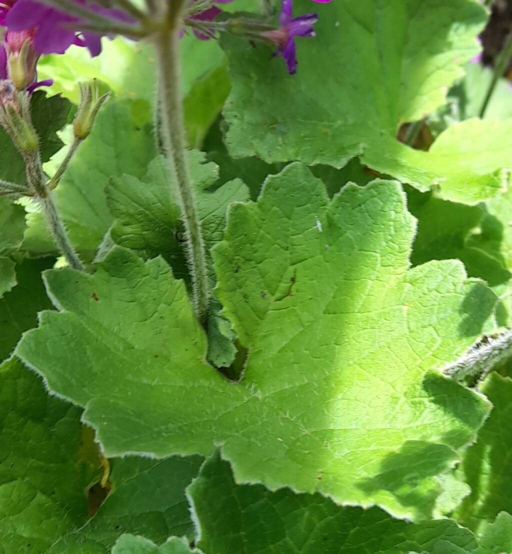 Primula polyneura — houseplant care guide