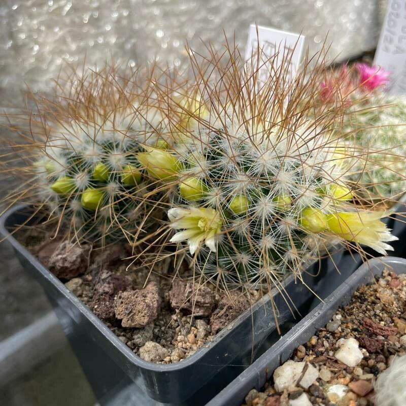 Mammillaria rekoi flower
