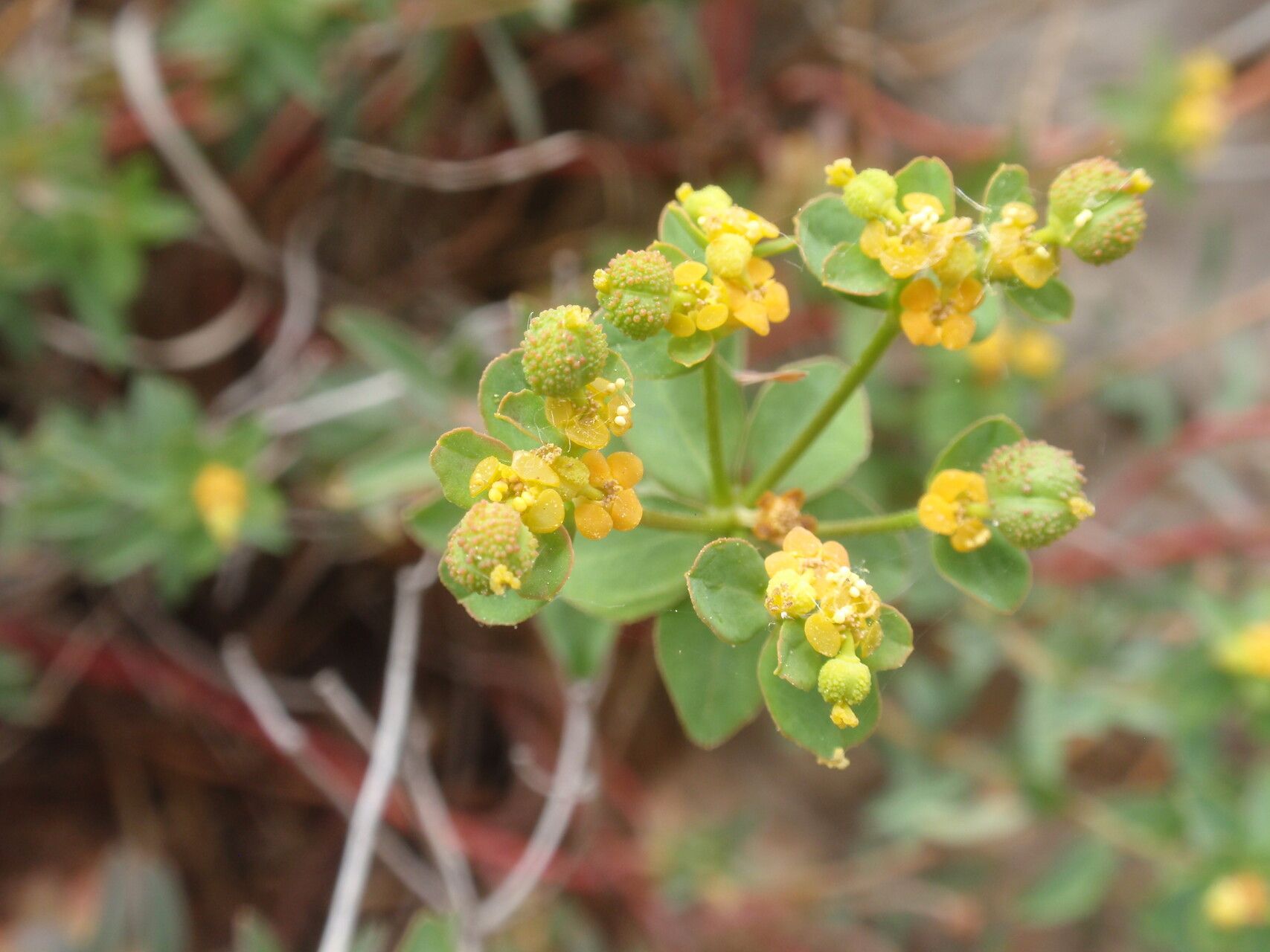 Euphorbia clementei flower