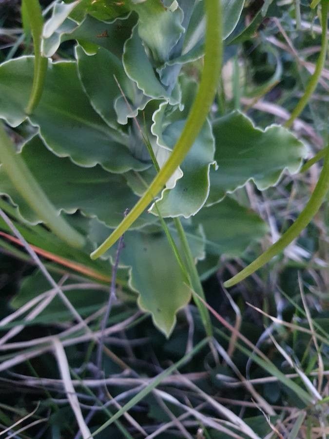 Bonatea steudneri leaf