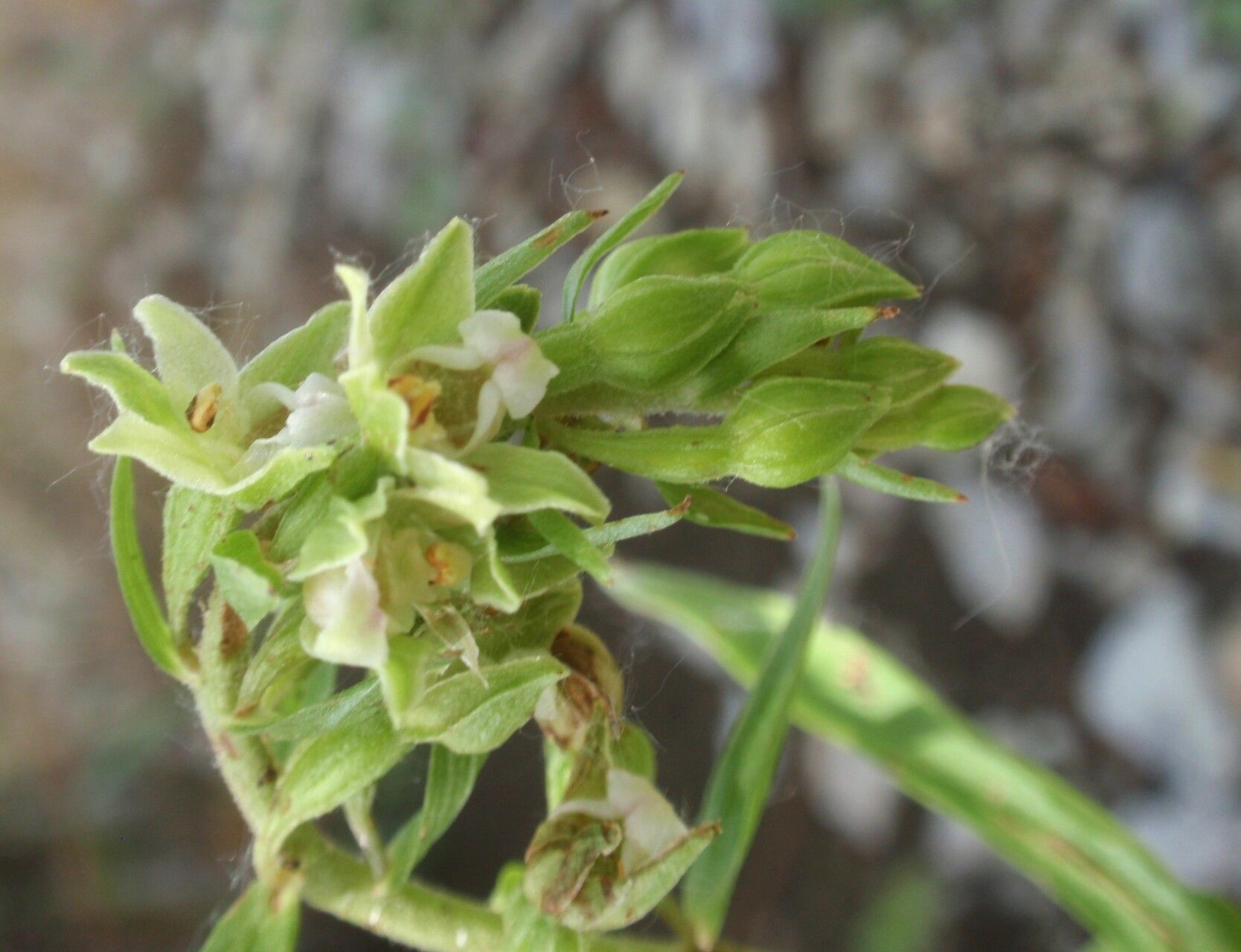 Epipactis distans flower