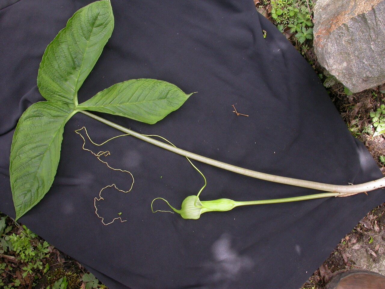 Arisaema intermedium habit