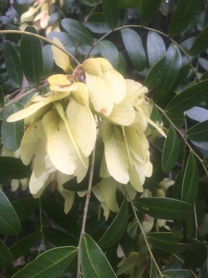 Pterogyne nitens fruit