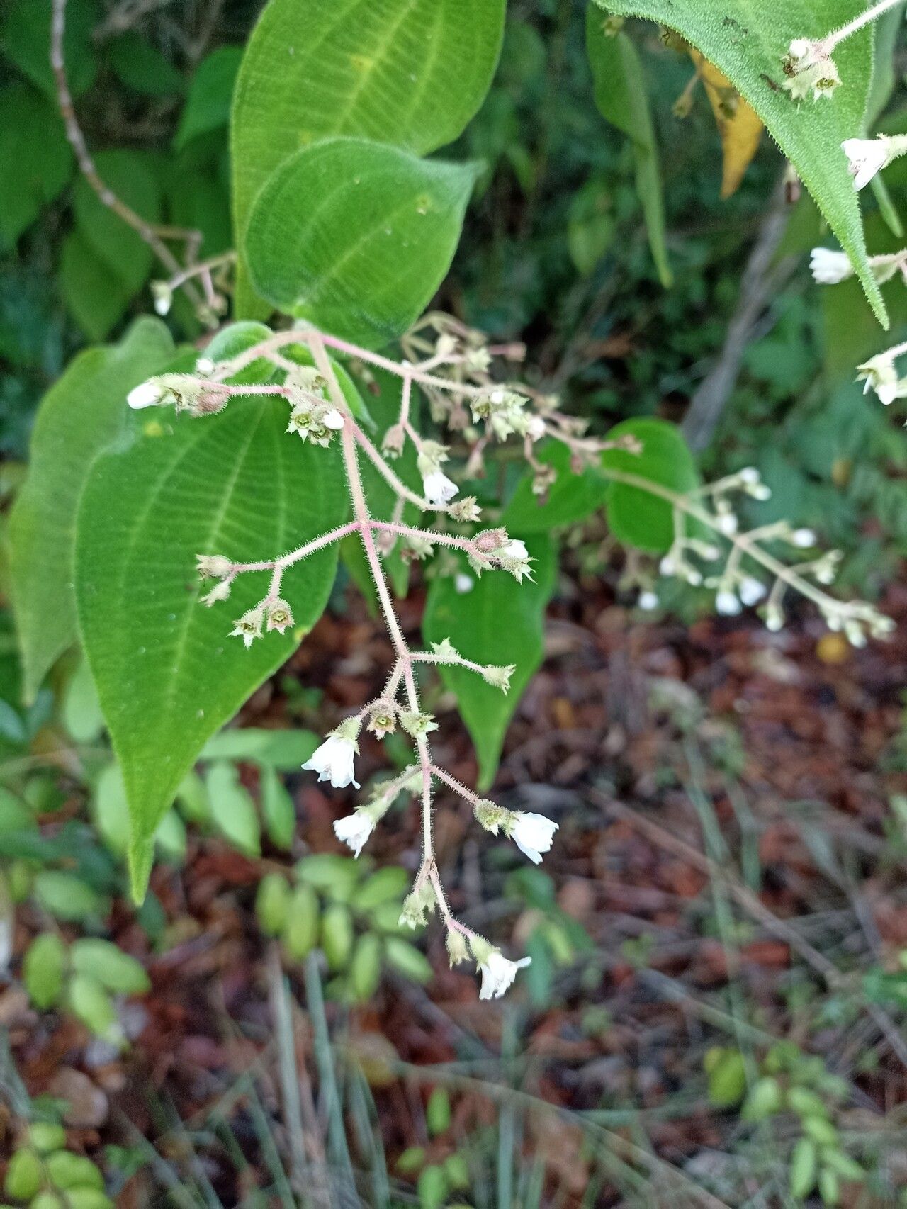 Miconia bullatifolia flower