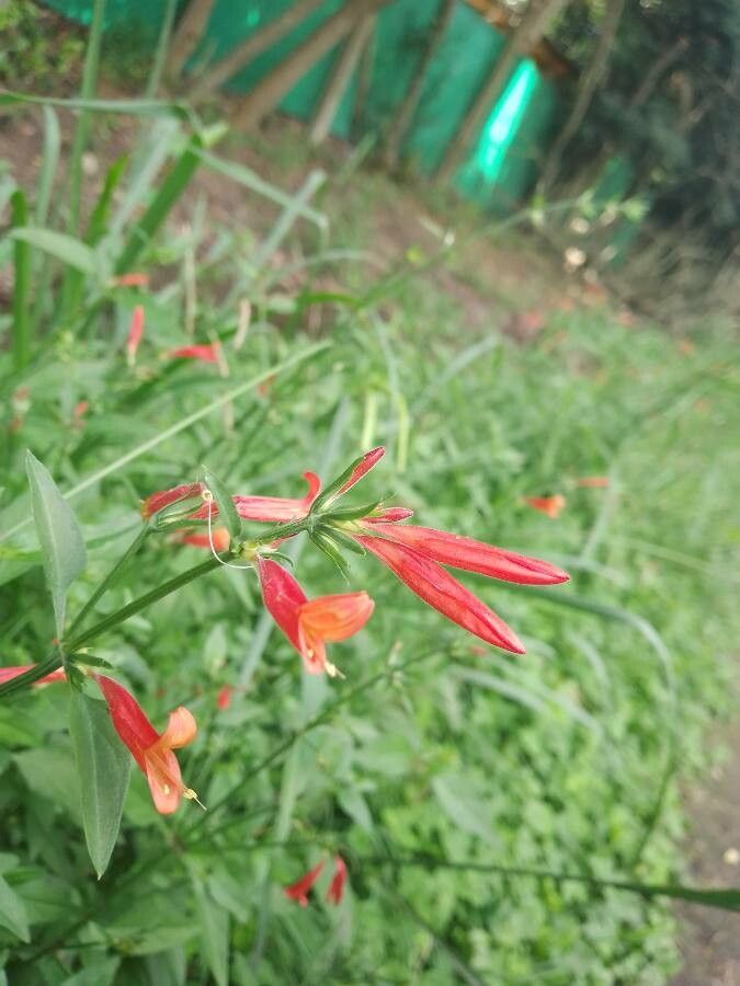 Justicia secunda flower