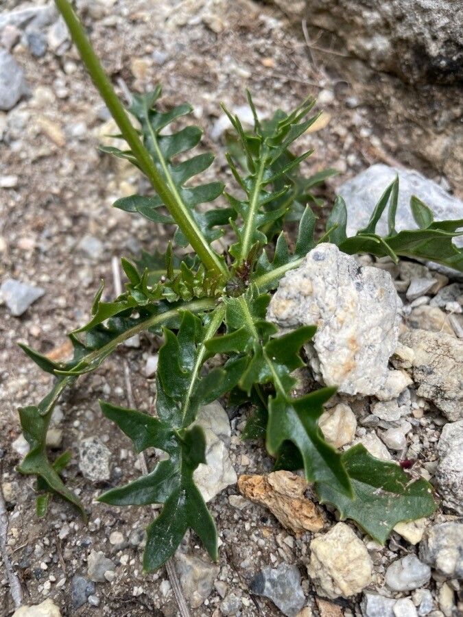 Leontodon hyoseroides — houseplant care guide