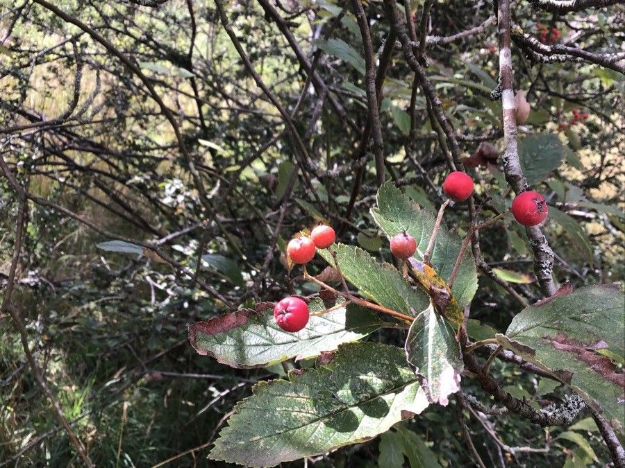 Hedlundia minima fruit