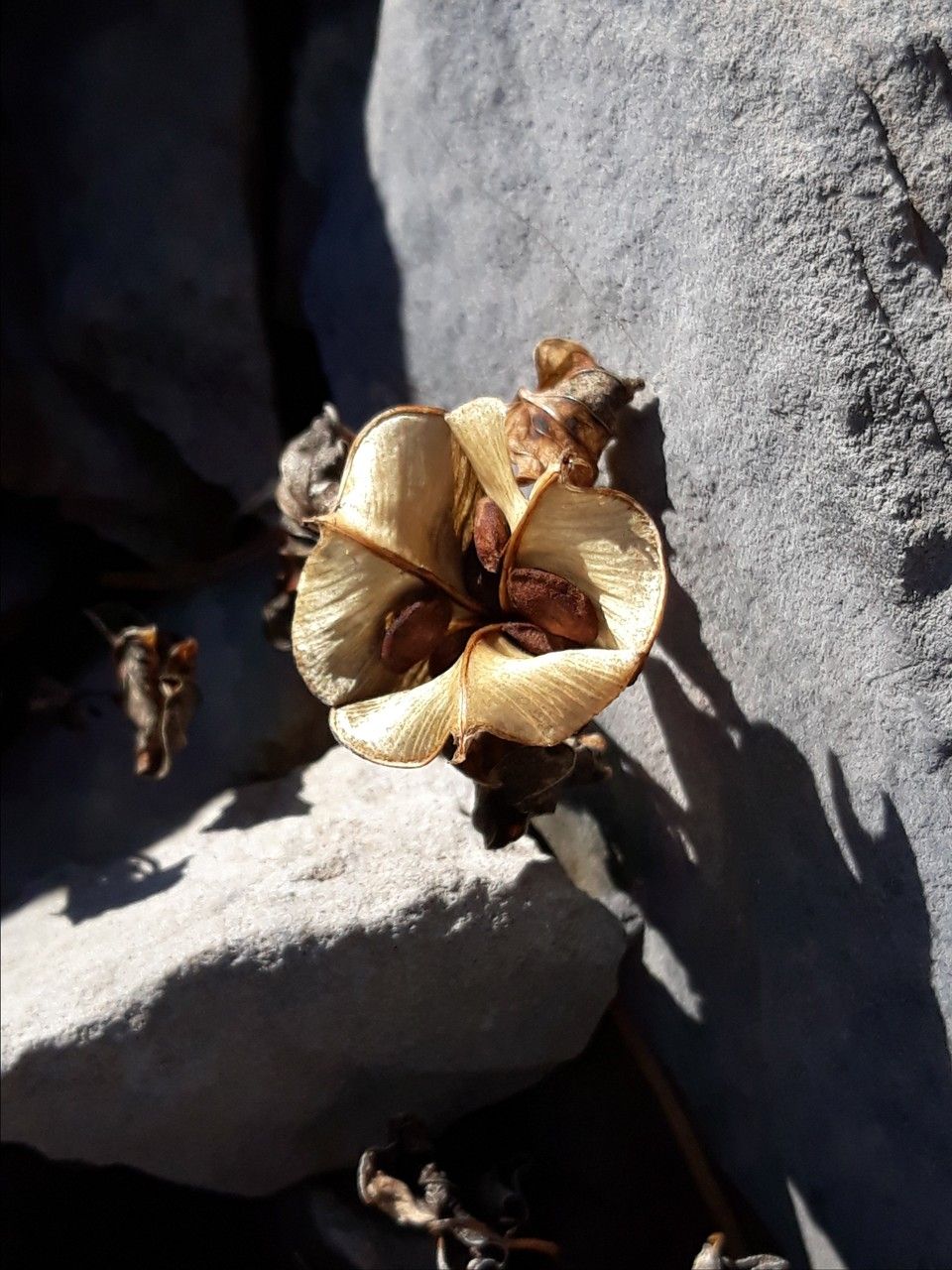 Dioscorea pyrenaica flower