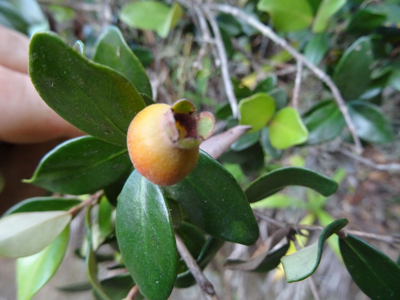 Eugenia buxifolia fruit