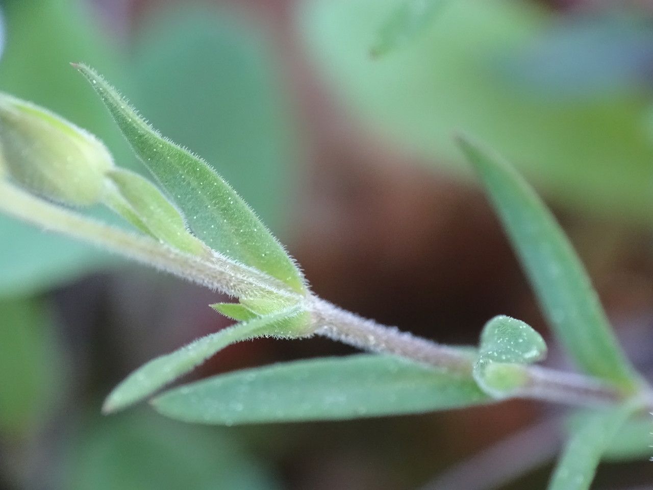 Arenaria montana bark