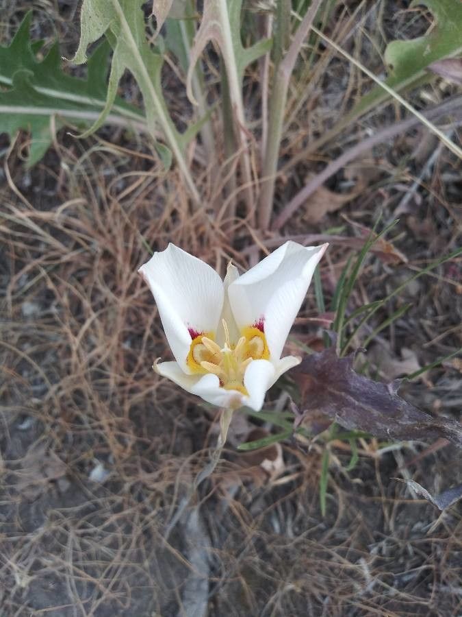 Calochortus nuttallii flower