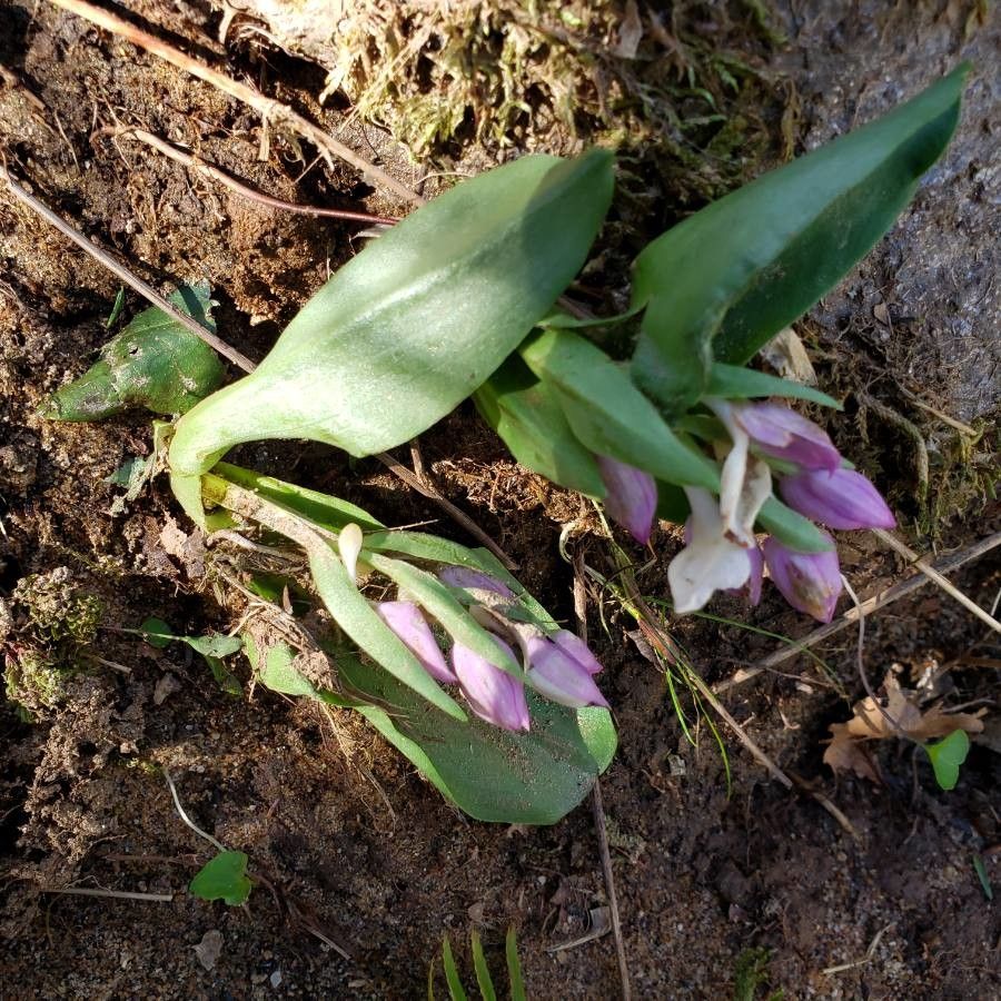 Galearis spectabilis habit