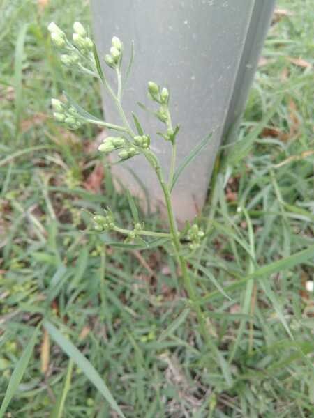 Aster squamatus leaf