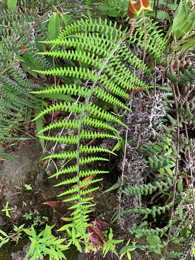 Paesia rugosula — related species from the same genus