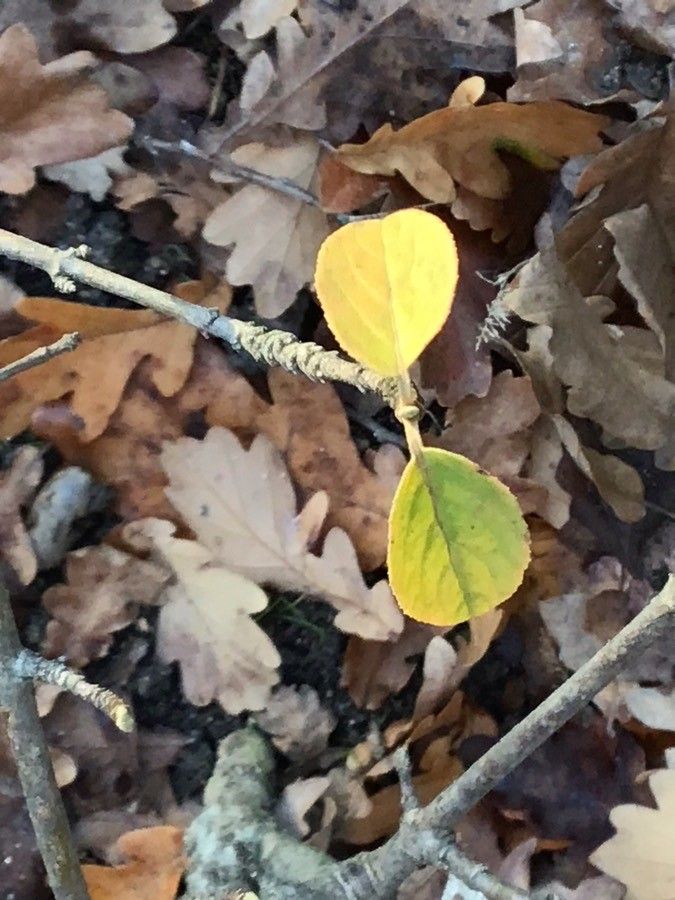 Viburnum grandiflorum — search result for 'Viburnaceae'