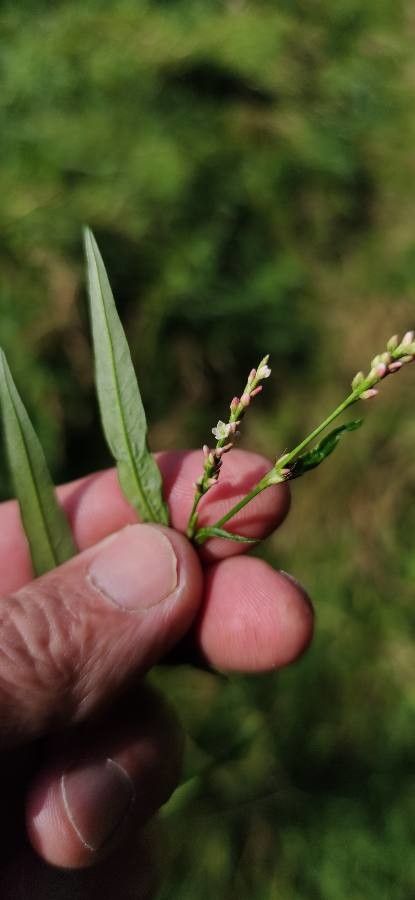 Persicaria mitis flower