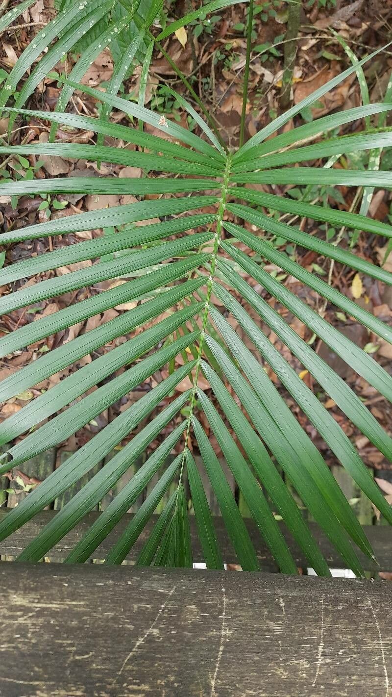 Euterpe edulis — related species from the same genus