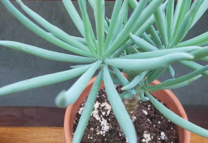 Senecio vitalis leaf