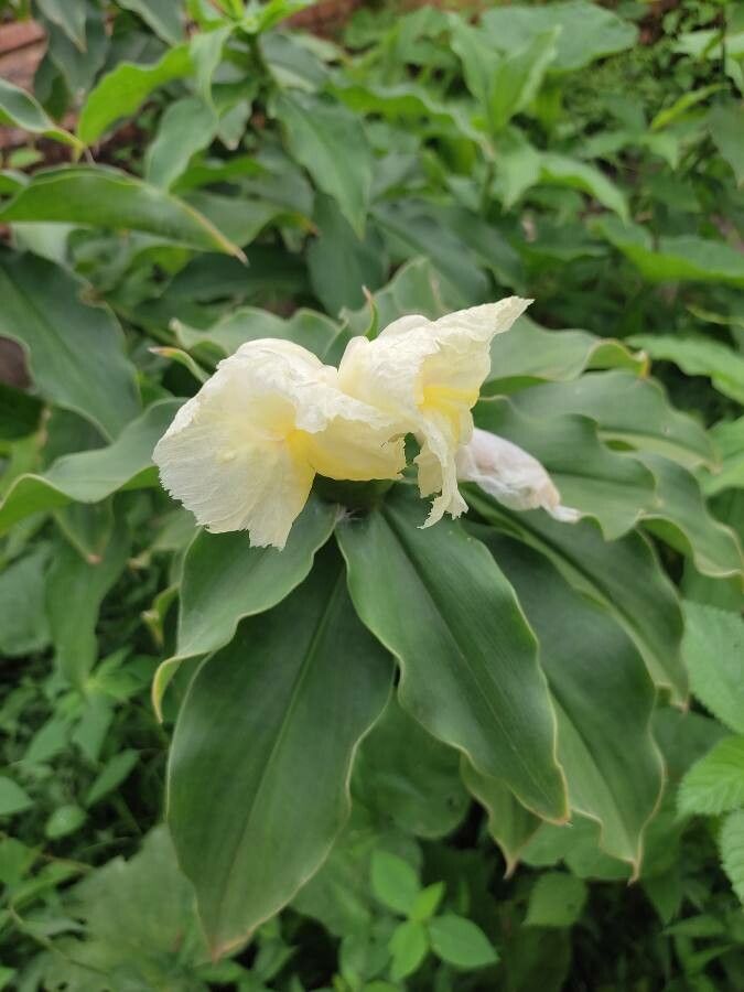 Hellenia speciosa — search result for 'Belize'
