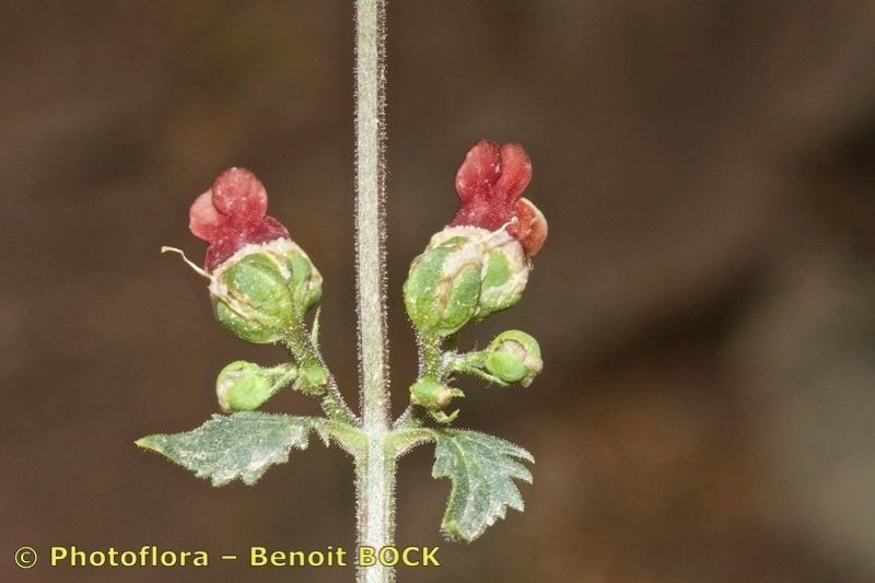 Scrophularia laevigata fruit