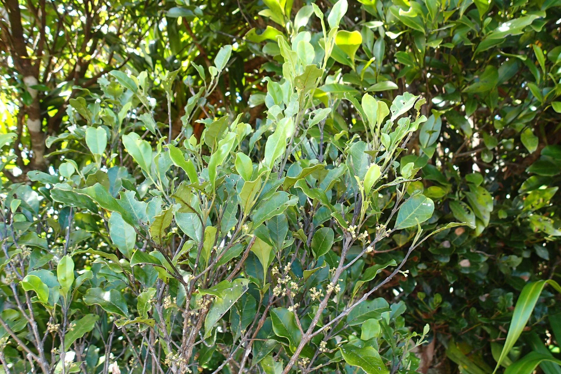 Sarcomelicope follicularis habit
