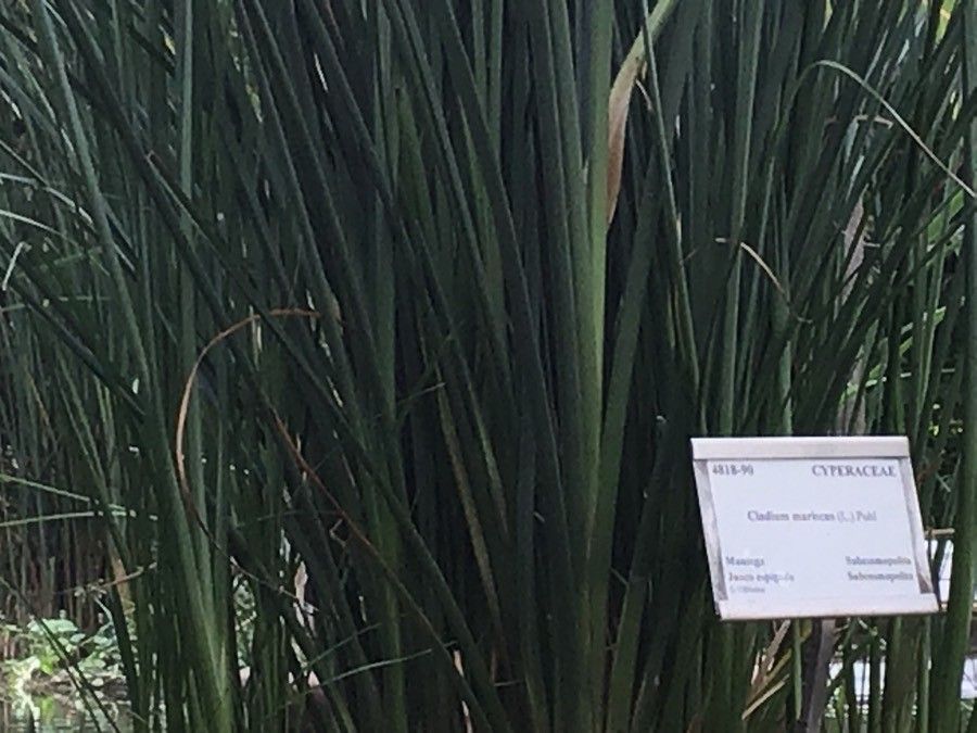 Cladium mariscus