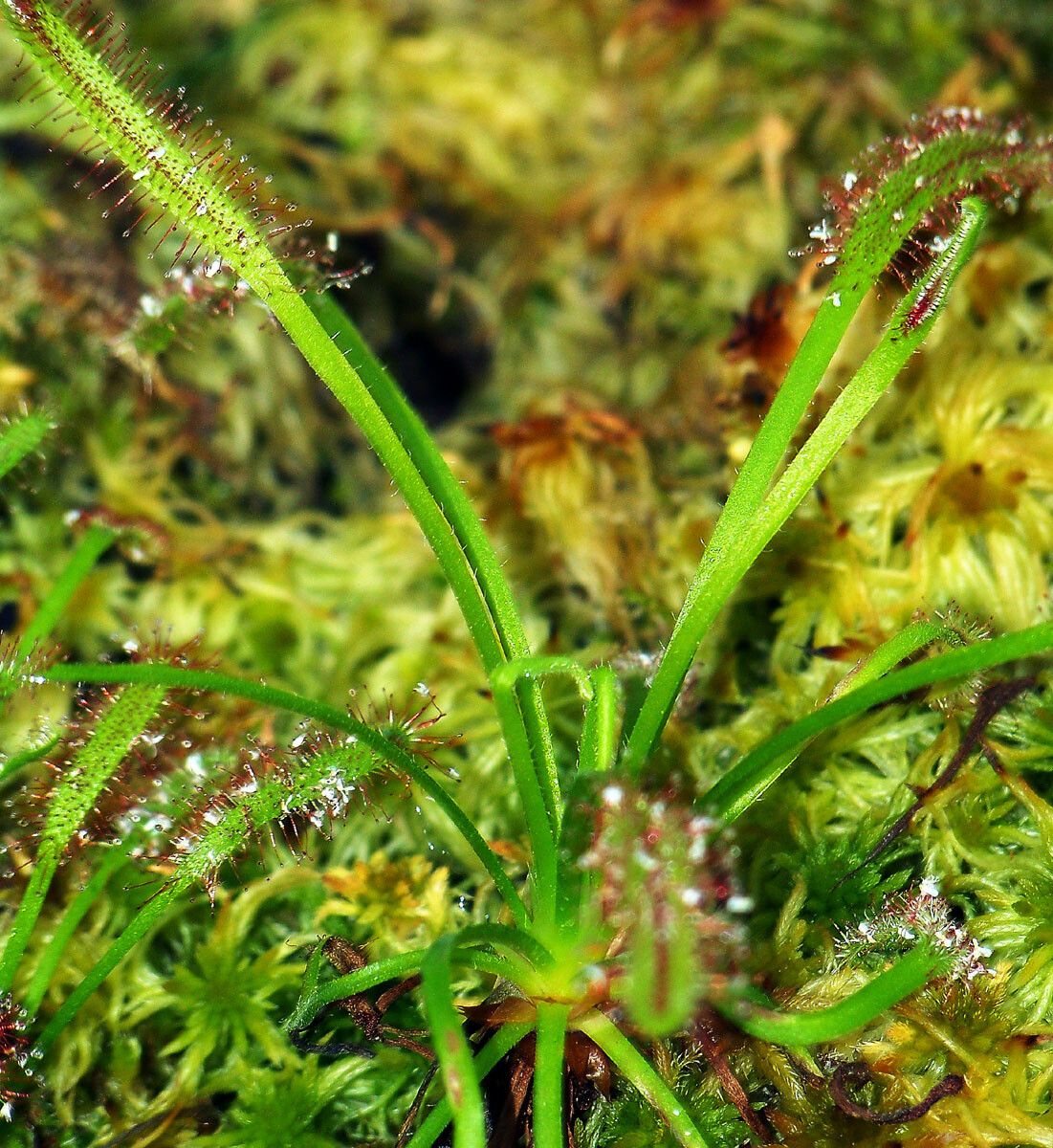 Drosera capensis