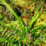 Drosera capensis