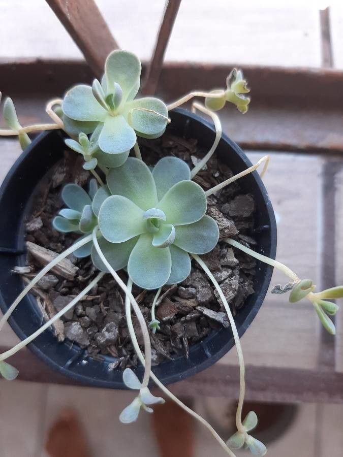 Orostachys iwarenge bark