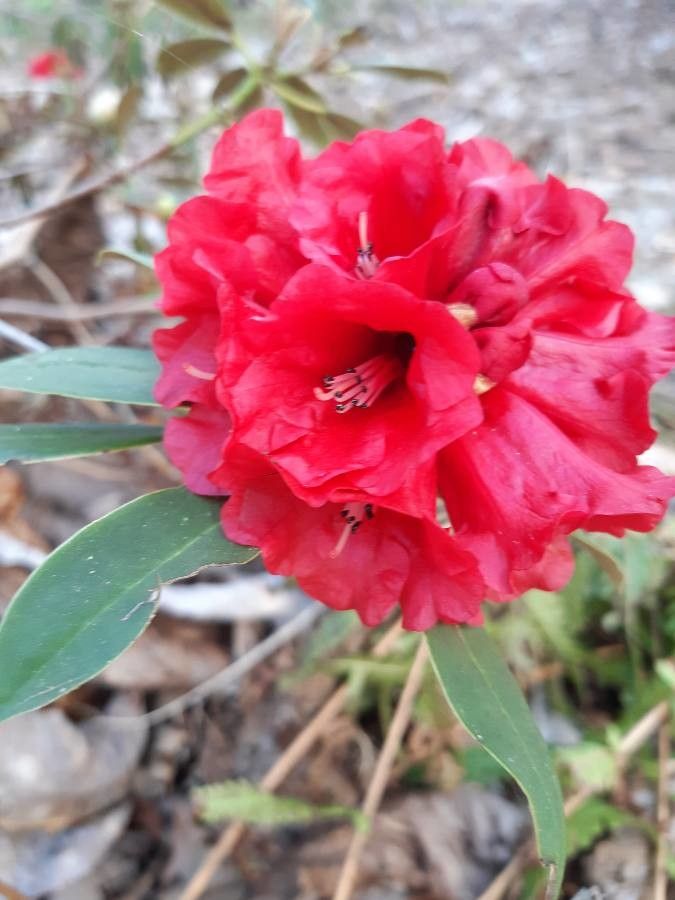 Rhododendron ochraceum flower