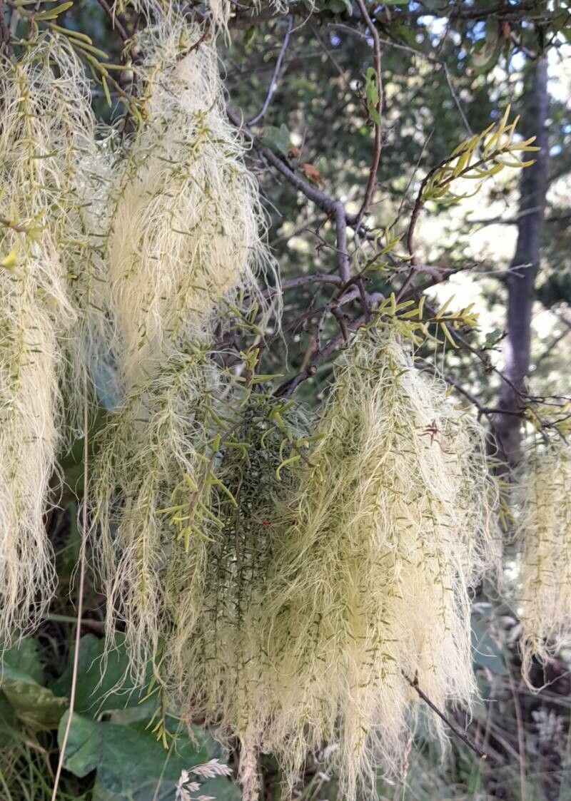 Misodendrum linearifolium habit
