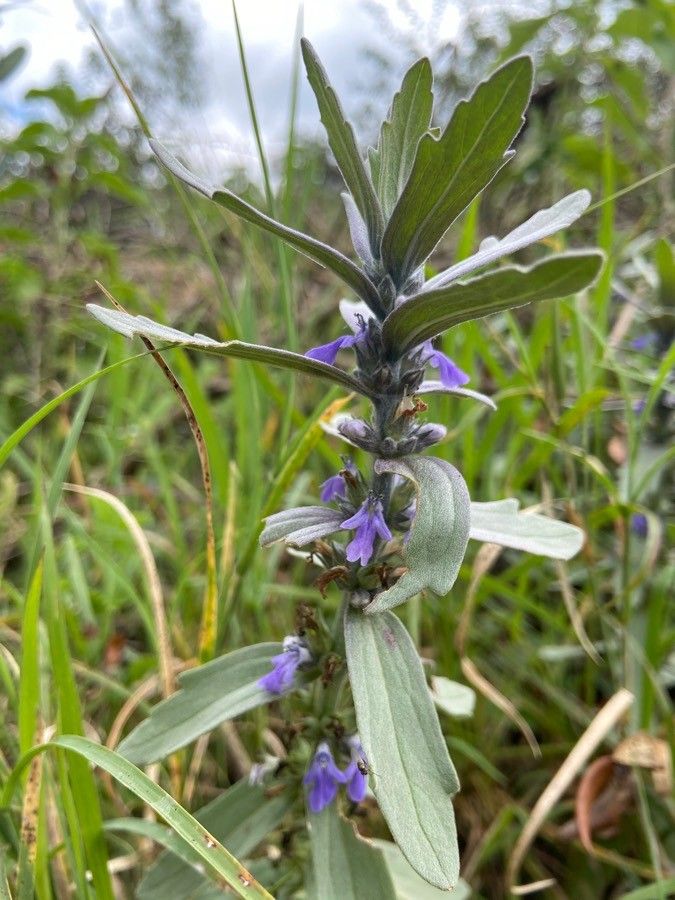 Ajuga integrifolia flower